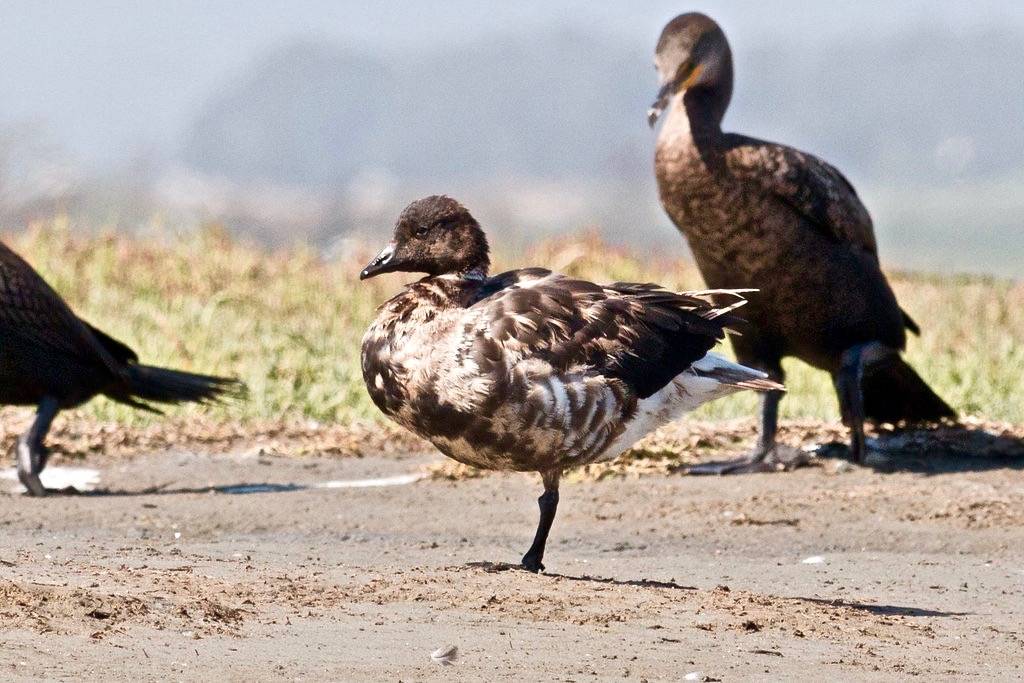 IMG_9770.jpg immature Brant goose, Elkhorn Slough by ldjaffe is licensed under CC BY-NC-SA 2.0